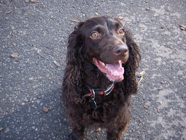 Picture of Boykin Spaniel