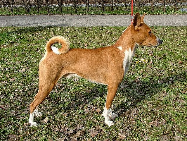 Picture of Basenji