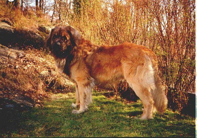 Picture of Leonberger