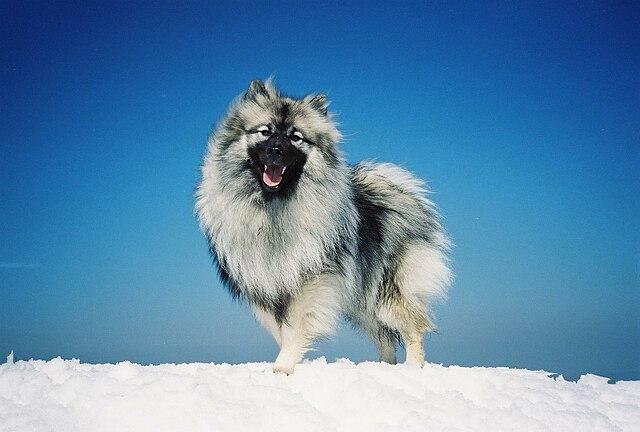 Picture of Keeshond