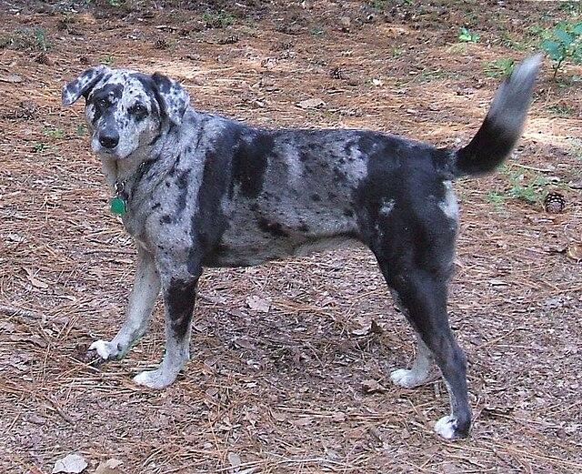 Picture of Catahoula Leopard Dog