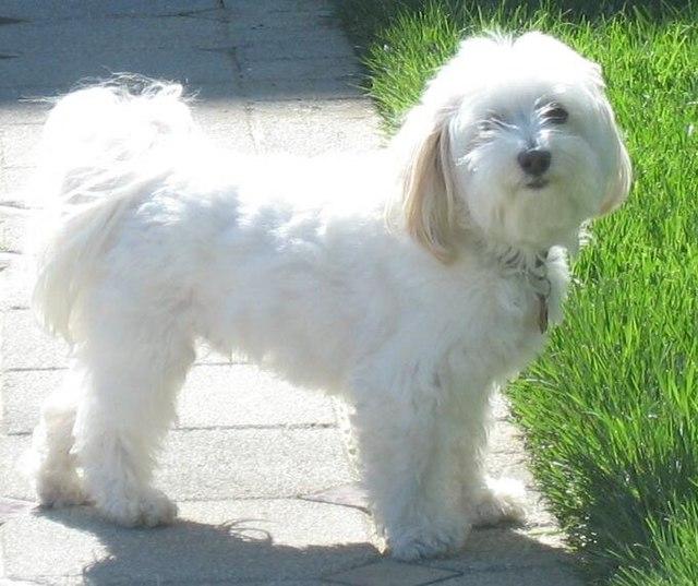 Picture of Havanese