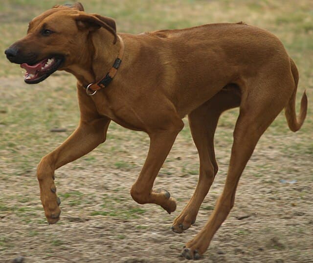 Picture of Rhodesian Ridgeback