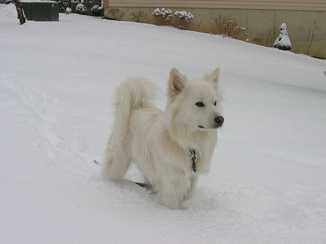 Picture of American Eskimo Dog