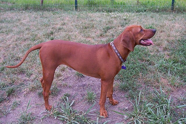 Picture of Redbone Coonhound