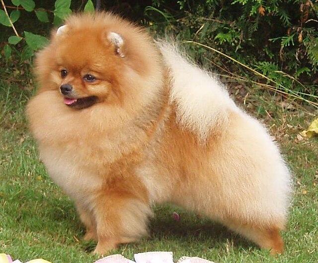 Picture of Pomeranian