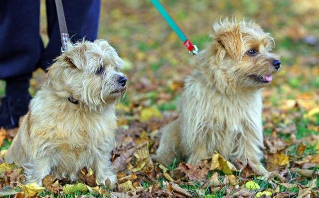 Picture of Norfolk Terrier