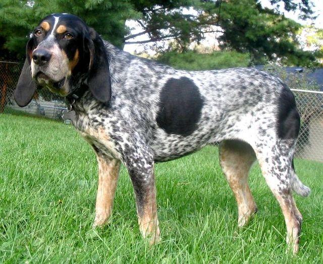 Picture of Bluetick Coonhound