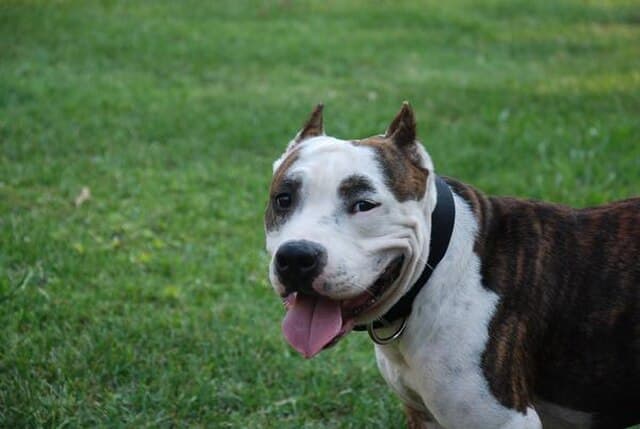 Picture of American Staffordshire Terrier