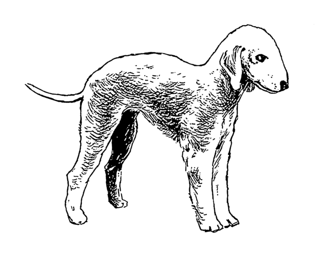 Picture of Bedlington Terrier