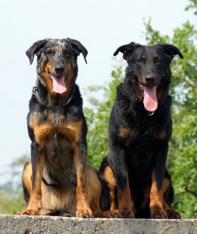 Picture of Beauceron