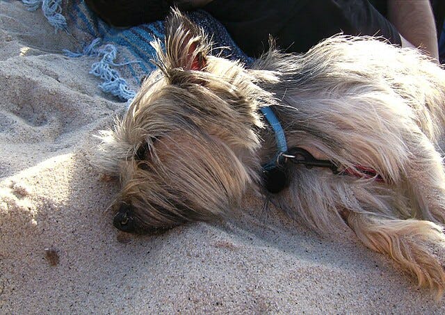 Picture of Cairn Terrier