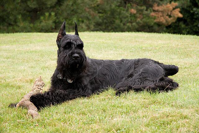 Picture of Giant Schnauzer