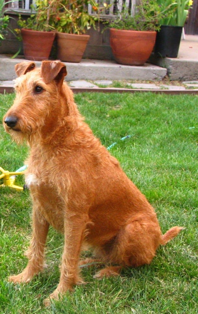 Picture of Irish Terrier