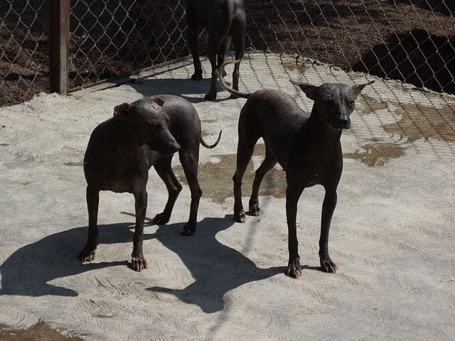 Picture of Mexican Hairless