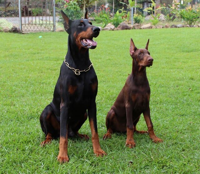 Picture of Doberman Pinscher