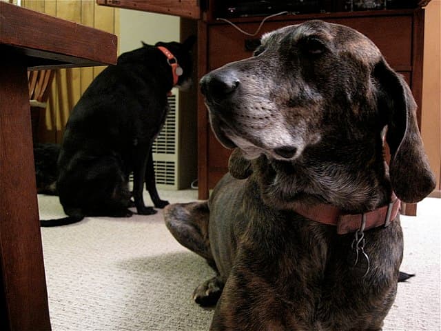Picture of Plott Hound