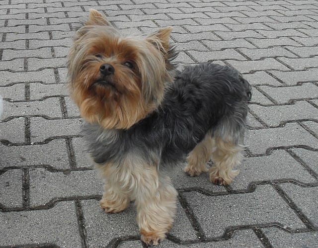 Picture of Yorkshire Terrier