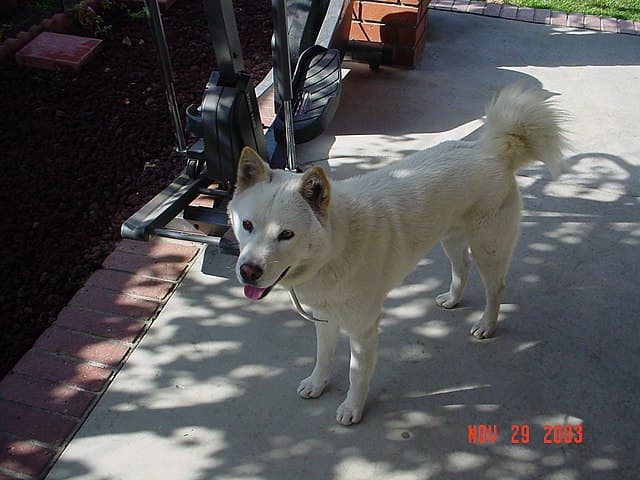 Picture of Korean Jindo Dog