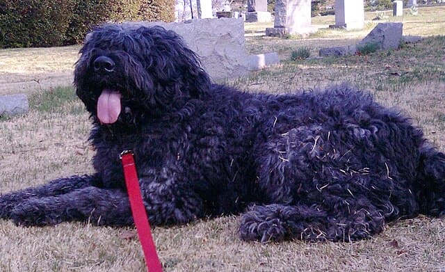 Picture of Bouvier des Flandres
