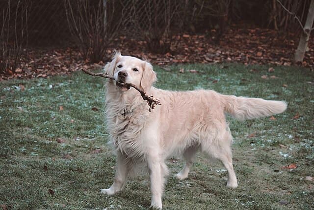 Picture of Golden Retriever