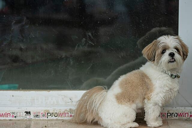 Picture of Shih Tzu