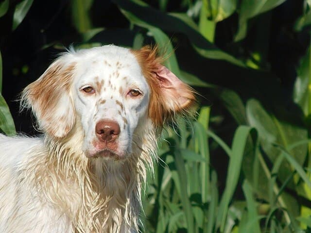 Picture of English Setter