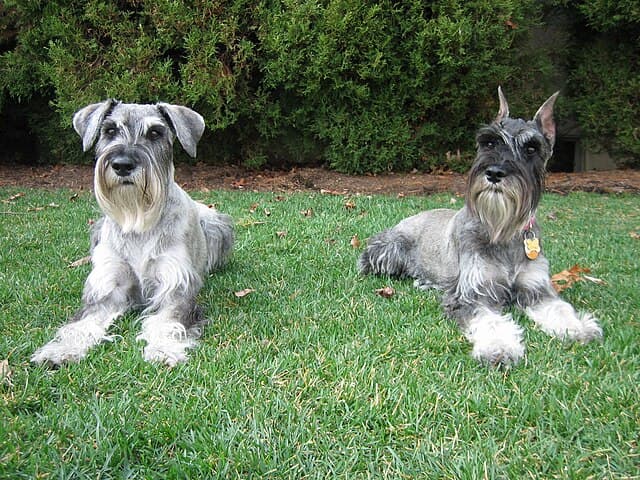 Picture of Standard Schnauzer