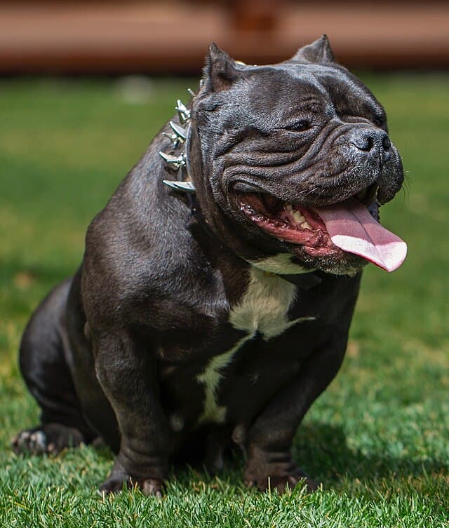 Picture of American Bulldog