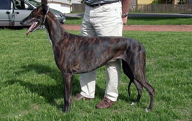 Picture of Greyhound