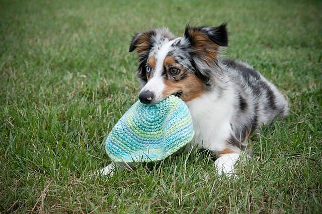 Picture of Miniature American Shepherd