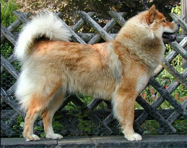 Picture of Eurasier