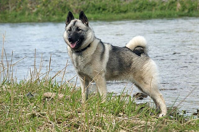 Picture of Norwegian Elkhound
