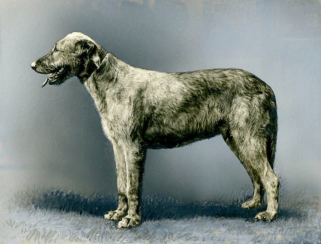 Picture of Irish Wolfhound