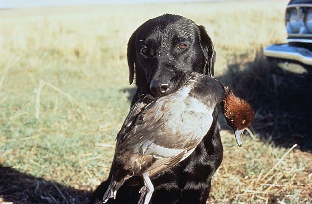 Picture of Pointer