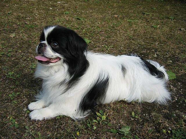 Picture of Japanese Chin
