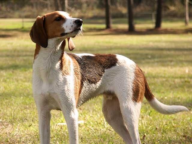 Picture of Treeing Walker Coonhound