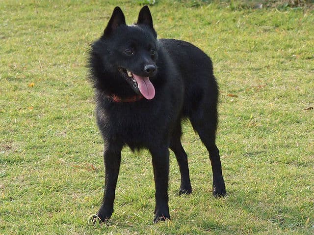 Picture of Schipperke