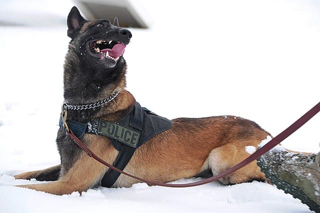 Picture of Belgian Malinois