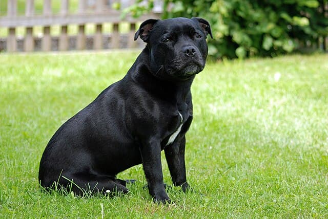 Picture of Staffordshire Bull Terrier
