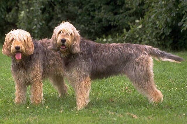 Picture of Otterhound