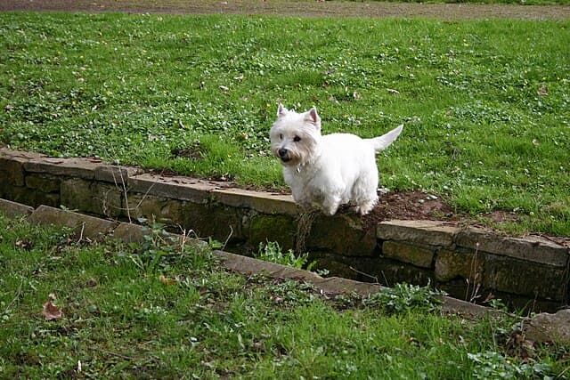 Picture of West Highland White Terrier