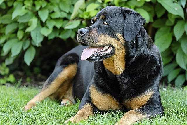 Picture of Rottweiler