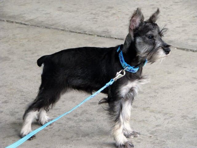 Picture of Miniature Schnauzer