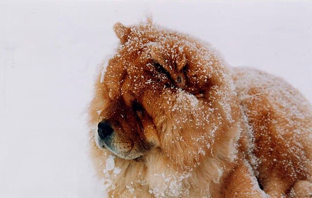 Picture of Chow Chow