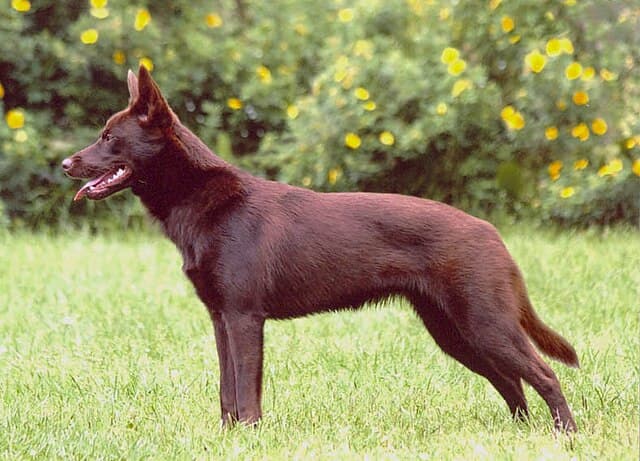 Picture of Australian Kelpie