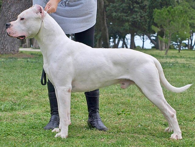 Picture of Dogo Argentino
