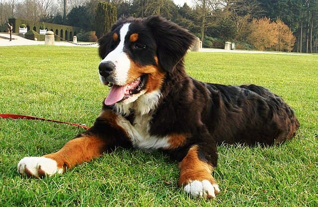 Picture of Bernese Mountain Dog