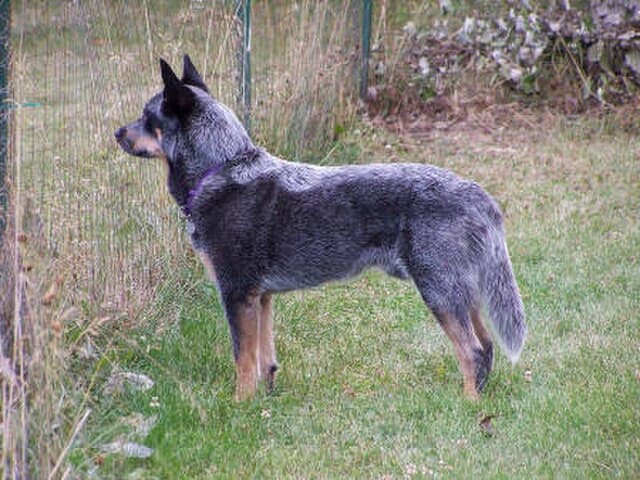 Picture of Australian Cattle Dog