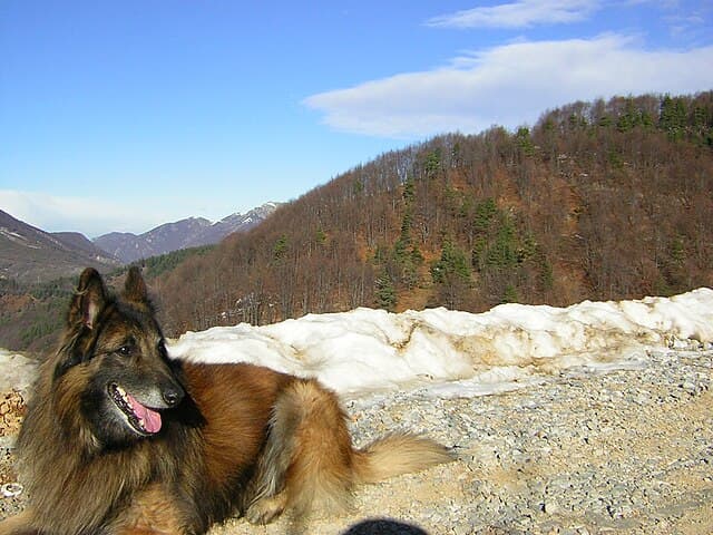 Picture of Belgian Tervuren
